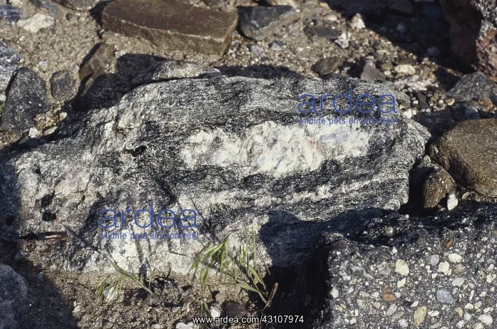 : Quartz Lens in Granite : Quartz Lens in Granite