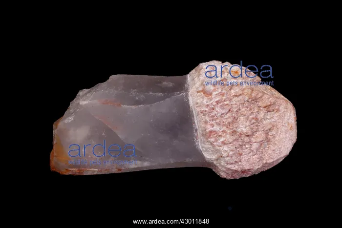 : Quartz Scepter SiO2 : Quartz Scepter SiO2
