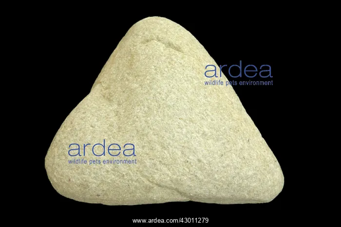 : Quartz Schist : Quartz Schist