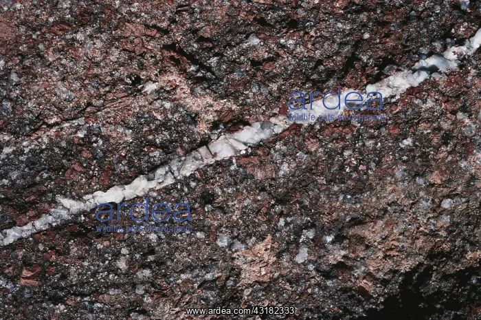 : Quartz Vein : Quartz Vein