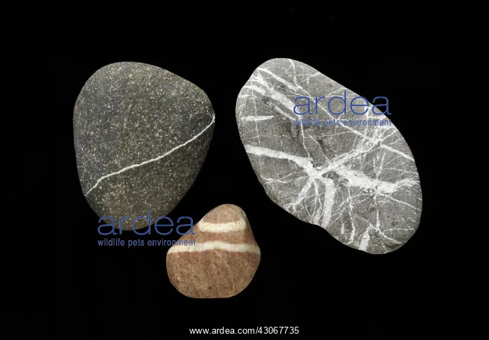 : Quartz Veins : Quartz Veins