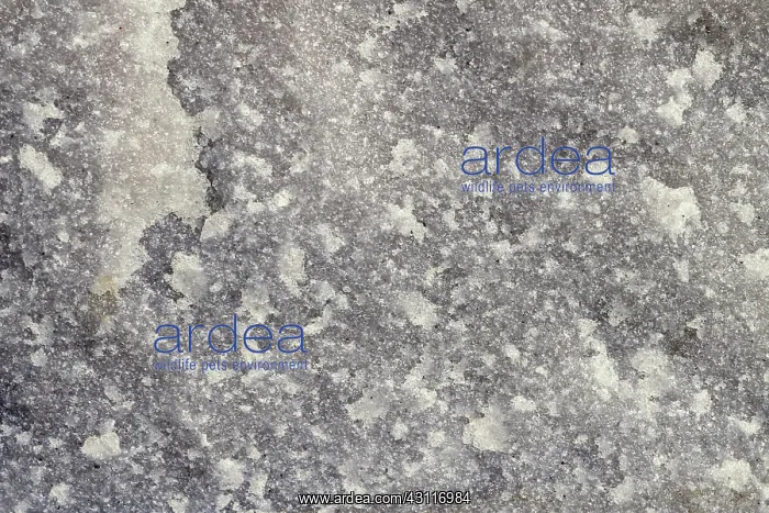 : Quartzite, a metamorphic rock, from Boat Harbour, Tasmania, Australia : Quartzite, a metamorphic rock, from Boat Harbour, Tasmania, Australia
