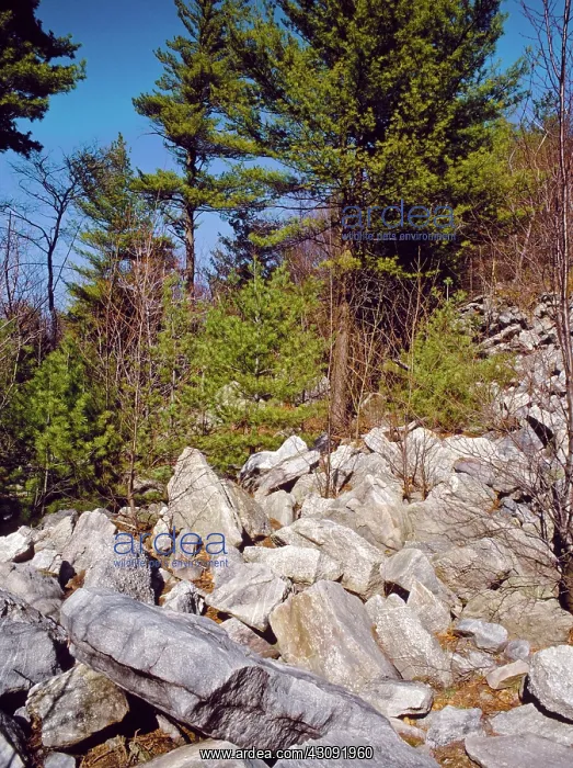 : Quartzite on the Appalachian Trail : Quartzite on the Appalachian Trail