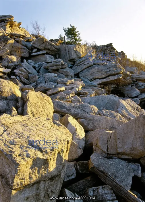 : Quartzite Outcrop : Quartzite Outcrop