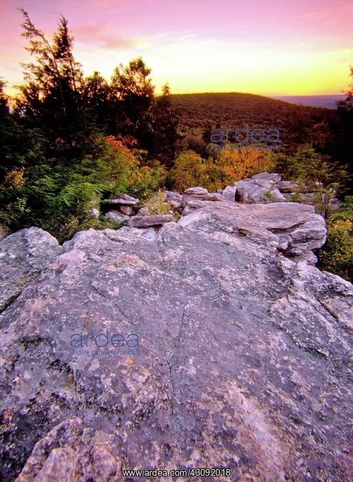 : Quartzite Outcropping, Pennsylvania : Quartzite Outcropping, Pennsylvania