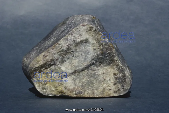 : Quartzite Pebble : Quartzite Pebble