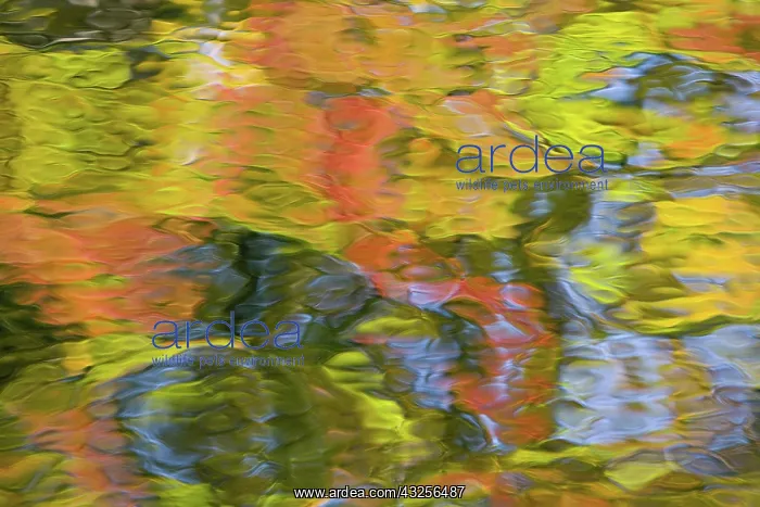 : Quebec, Canada. Autumn colors reflecting : Quebec, Canada. Autumn colors reflecting
