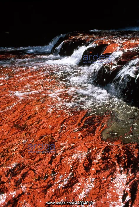 : Quebrada de Jaspe, Jasper Rock Waterfall, Gran Sabana : Quebrada de Jaspe, Jasper Rock Waterfall, Gran Sabana