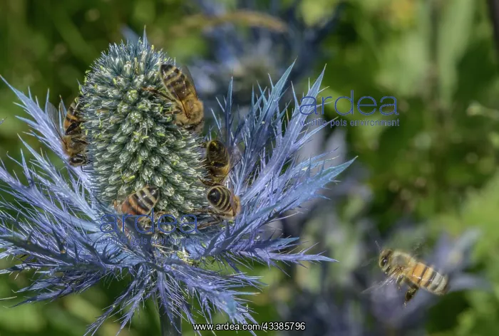 : Queen of the Alps, Eryngium alpinum, covered wit : Queen of the Alps, Eryngium alpinum, covered wit