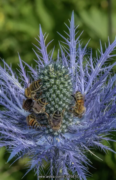 : Queen of the Alps, Eryngium alpinum, covered wit : Queen of the Alps, Eryngium alpinum, covered wit