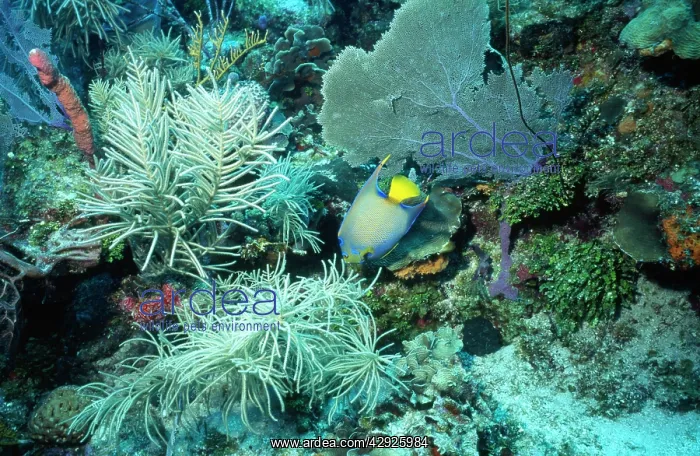 : Queen Angelfish : Queen Angelfish