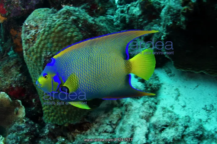 : Queen Angelfish (Holacanthus ciliaris) : Queen Angelfish (Holacanthus ciliaris)