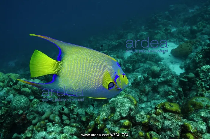: Queen Angelfish (Holacanthus ciliaris) : Queen Angelfish (Holacanthus ciliaris)