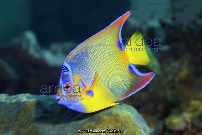 : Queen angelfish (Holacanthus ciliaris), Caribbean : Queen angelfish (Holacanthus ciliaris), Caribbean