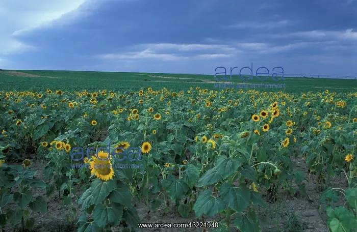 : Queen Anne's County, MD. A field of sunflowers : Queen Anne's County, MD. A field of sunflowers