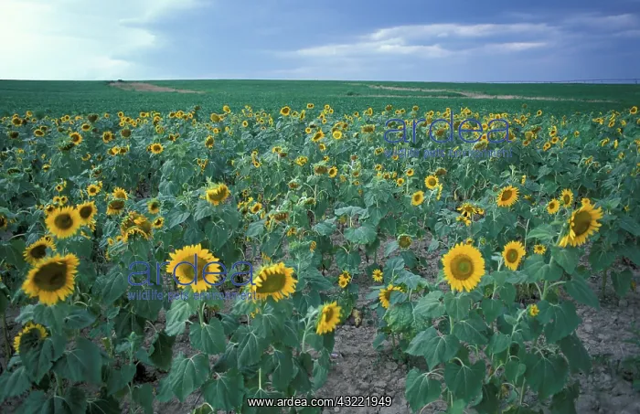 : Queen Anne's County, MD. A field of sunflowers : Queen Anne's County, MD. A field of sunflowers