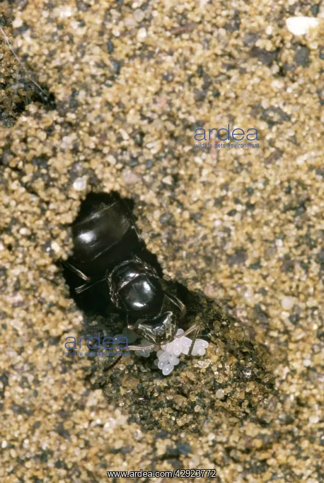 : Queen Black Ant - & eggs : Queen Black Ant - & eggs