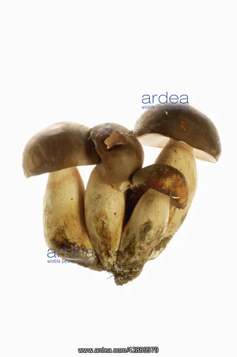 : Queen Bolete Fungi : Queen Bolete Fungi