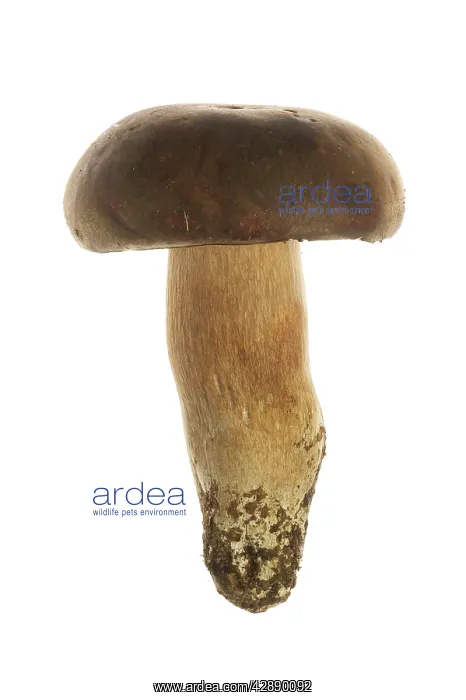 : Queen Bolete Fungi : Queen Bolete Fungi