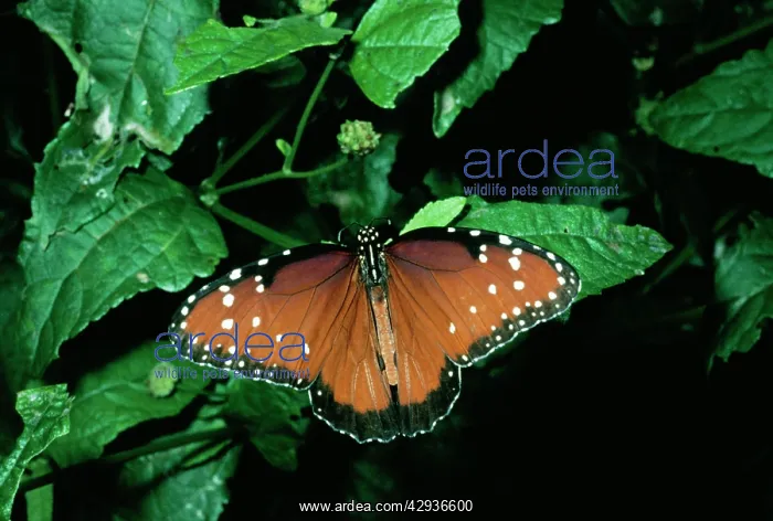 : QUEEN BUTTERFLY : QUEEN BUTTERFLY