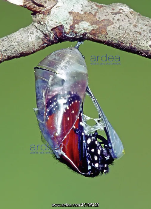 : Queen Butterfly : Queen Butterfly