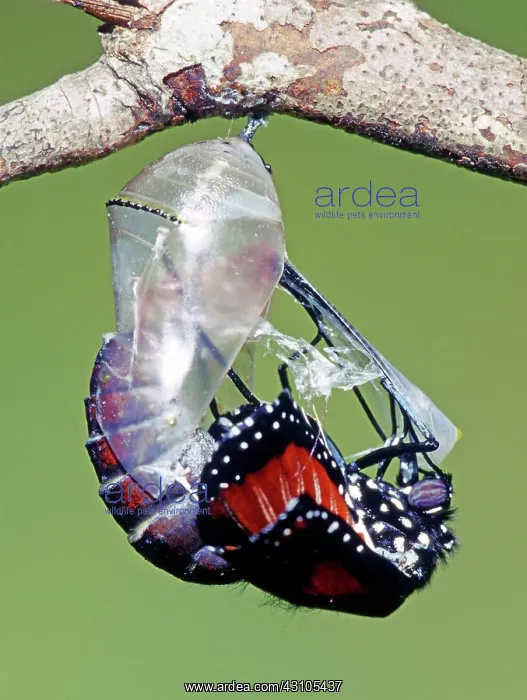 : Queen Butterfly : Queen Butterfly