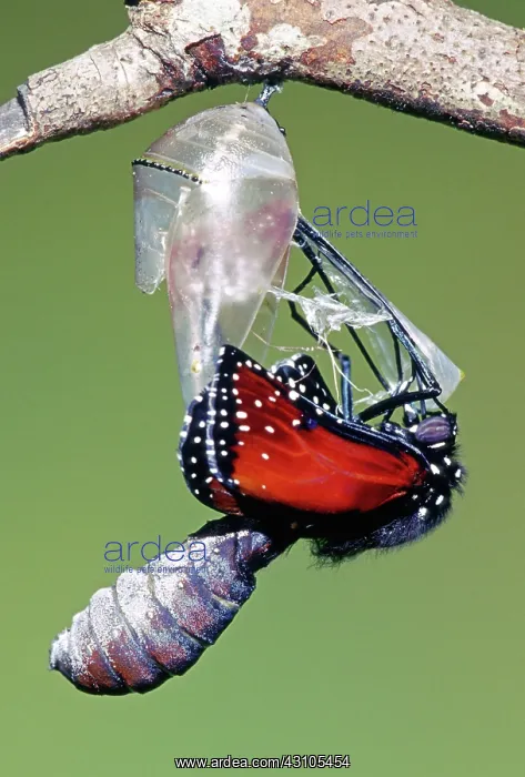: Queen Butterfly : Queen Butterfly