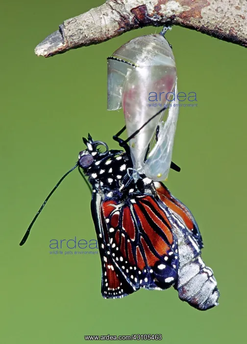 : Queen Butterfly : Queen Butterfly