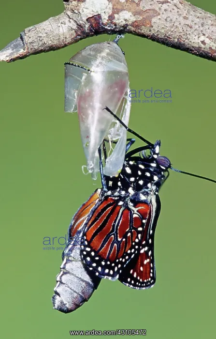  : Queen Butterfly