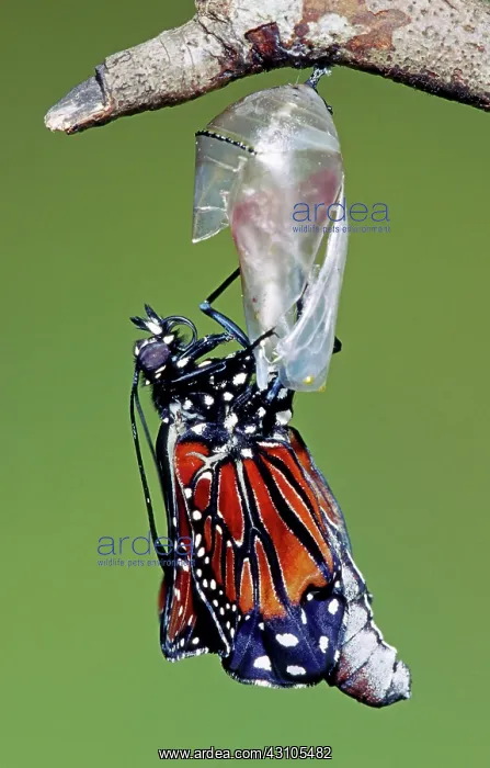 : Queen Butterfly : Queen Butterfly