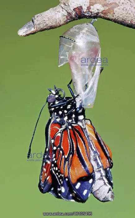 : Queen Butterfly : Queen Butterfly