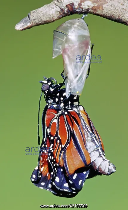 : Queen Butterfly : Queen Butterfly