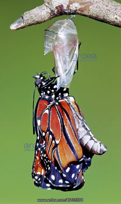 : Queen Butterfly : Queen Butterfly