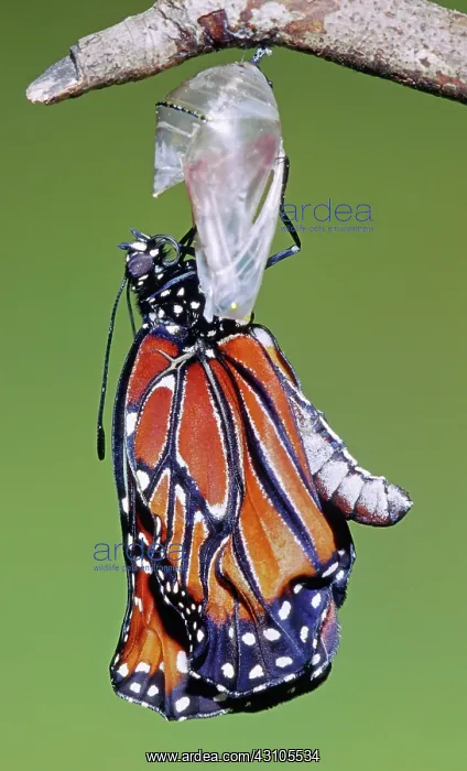 : Queen Butterfly : Queen Butterfly