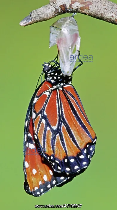 : Queen Butterfly : Queen Butterfly