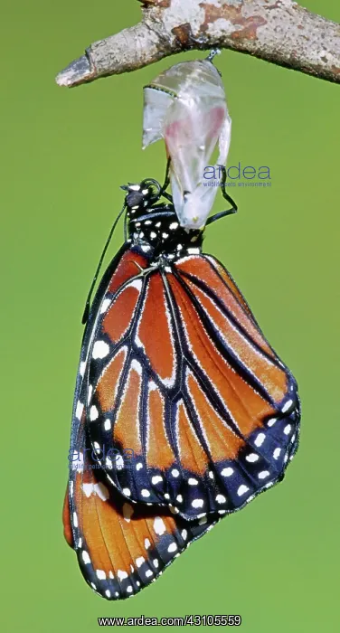  : Queen Butterfly