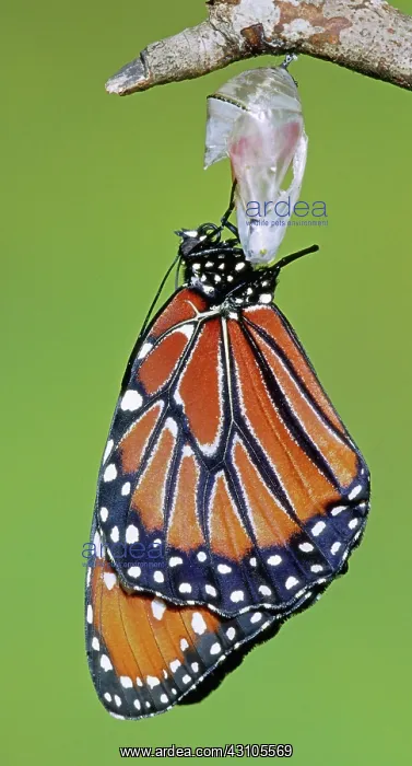 : Queen Butterfly : Queen Butterfly