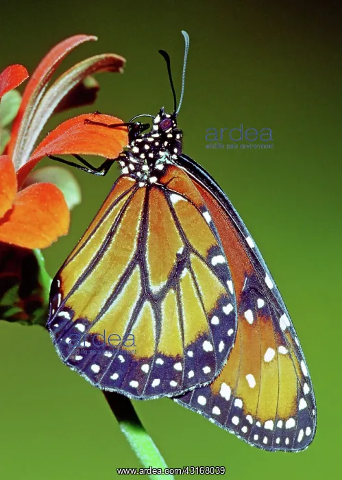 : Queen Butterfly : Queen Butterfly