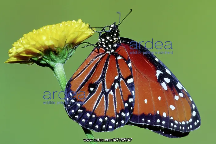 : Queen Butterfly : Queen Butterfly