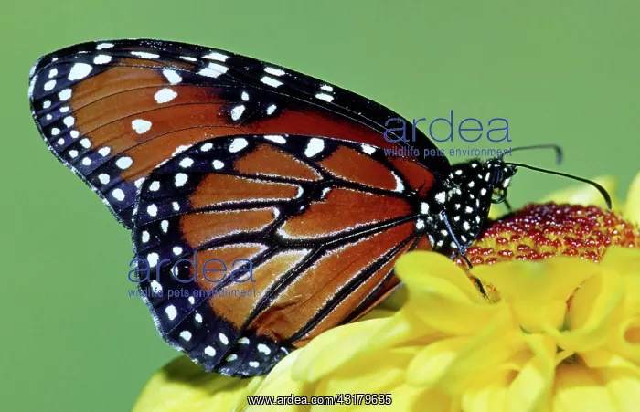  : Queen Butterfly