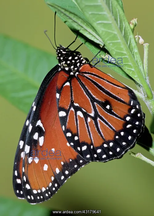 : Queen Butterfly : Queen Butterfly