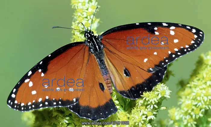 : Queen Butterfly : Queen Butterfly
