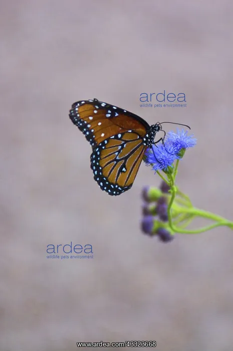 : Queen Butterfly : Queen Butterfly