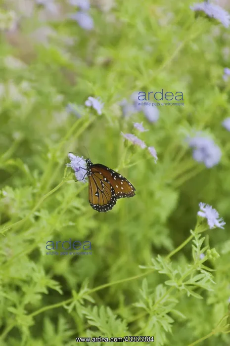 : Queen Butterfly : Queen Butterfly