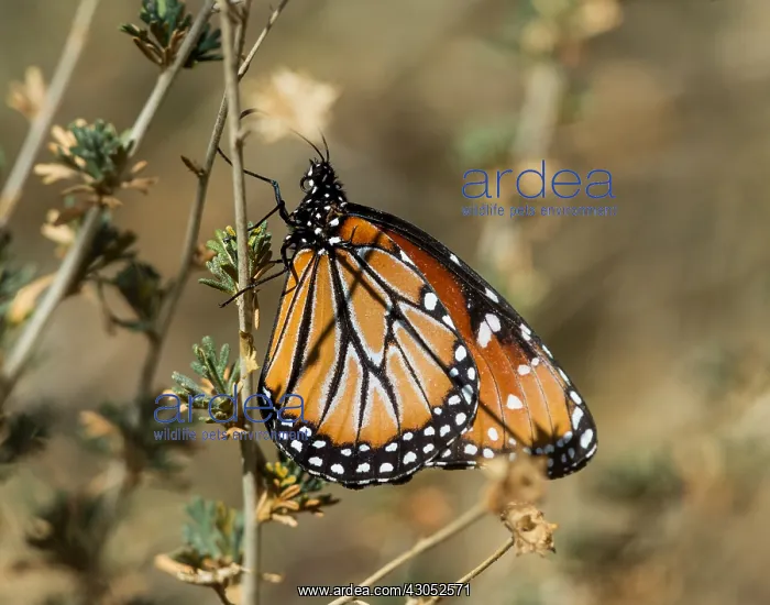 : Queen butterfly (Danaus gilippus). Southern California : Queen butterfly (Danaus gilippus). Southern California