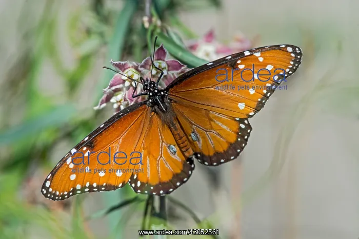: Queen butterfly (Danaus gilippus) nectaring / feeding : Queen butterfly (Danaus gilippus) nectaring / feeding