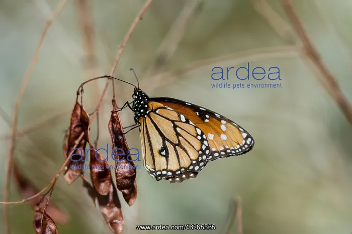 : Queen butterfly (Danaus gilippus) on seedpods : Queen butterfly (Danaus gilippus) on seedpods