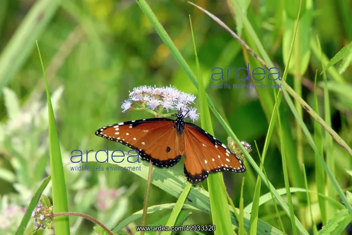 : Queen Butterfly - male, distinguished from female : Queen Butterfly - male, distinguished from female