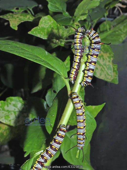 : Queen caterpillar : Queen caterpillar
