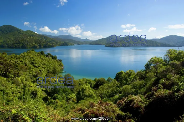 : Queen Charlotte Sound - view towards the blue waters : Queen Charlotte Sound - view towards the blue waters